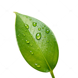 清新绿叶水珠特写