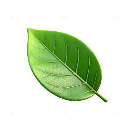 绿色叶子特写矢量素材