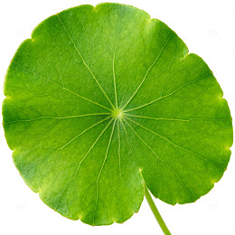 绿色植物叶片特写