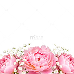 粉色牡丹花背景设计素材