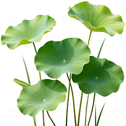 荷叶清新自然绿色植物素材