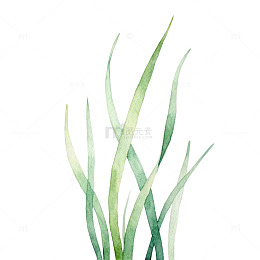 水彩植物叶插图