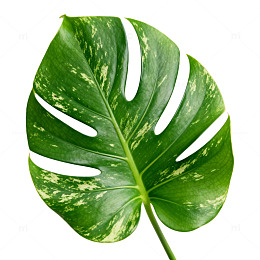 热带植物绿叶特写