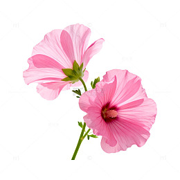 粉花清新自然壁纸素材