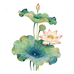 水彩荷花淡雅插画