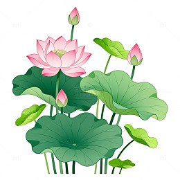荷花插画透明背景素材