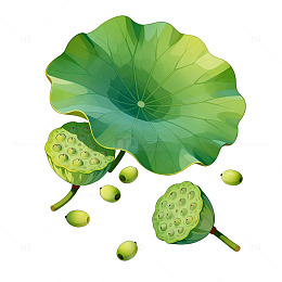 荷叶莲蓬插画矢量素材