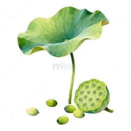 水彩荷塘莲蓬插画
