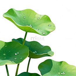 荷叶水珠插画图片