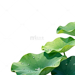 荷叶露珠清新插画