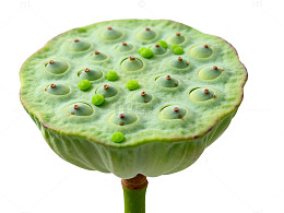 绿色荷叶与莲子特写