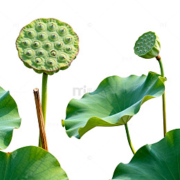 荷塘清韵荷叶莲蓬自然风光