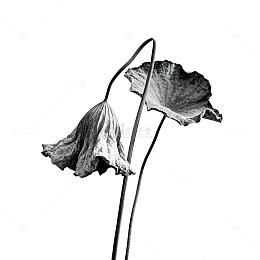 黑白风枯萎植物素描艺术图片