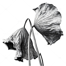 枯萎荷叶黑白素材
