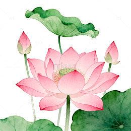 水墨荷花中国画艺术插画