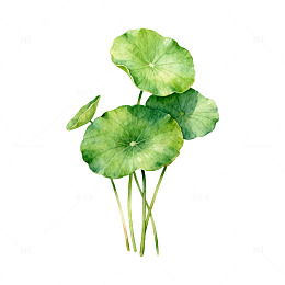 水彩荷叶植物插画素材