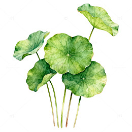 水彩荷叶植物插画设计素材
