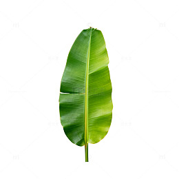 绿色植物叶片特写