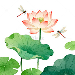 水墨荷花蜻蜓国画风格插画
