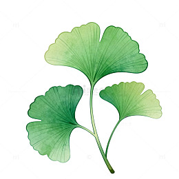 银杏叶绿色植物插画素材