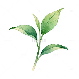 水彩绿植叶片插画素材