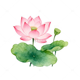 水彩荷花插画素材