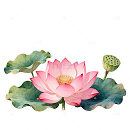 水彩荷花荷叶插画