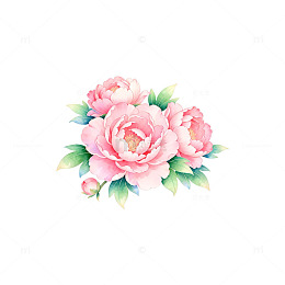 水彩粉色牡丹花束插图