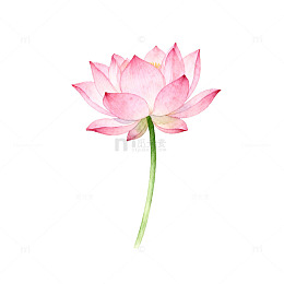 水彩粉红莲花艺术插画