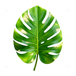 绿色植物叶片素材