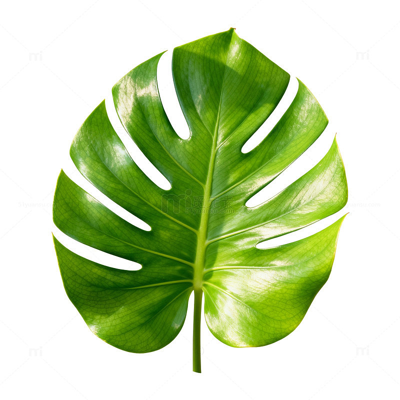 绿叶植物特写