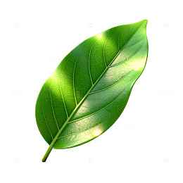 清新绿叶插画设计素材