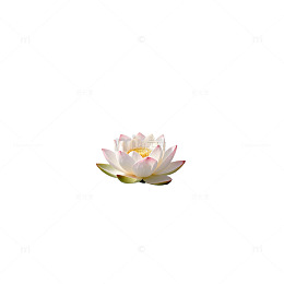睡莲静水意境图