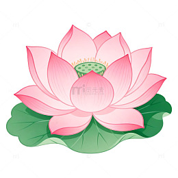 粉色荷花卡通插画