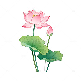 淡雅荷花插画素材