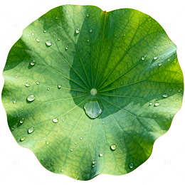 荷叶露珠自然风景