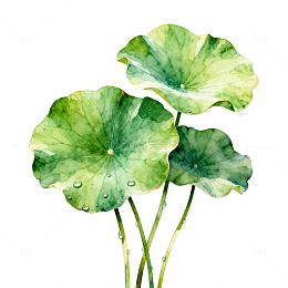 水彩荷叶清新自然插画