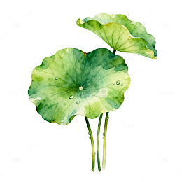 水彩荷叶清新自然插画设计素材