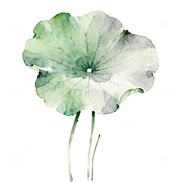 水彩荷叶水墨画