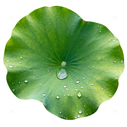 荷叶露珠特写自然