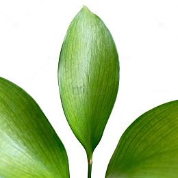 绿色植物叶片特写