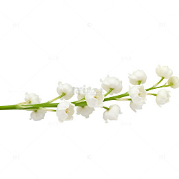 清新白色小花插画素材