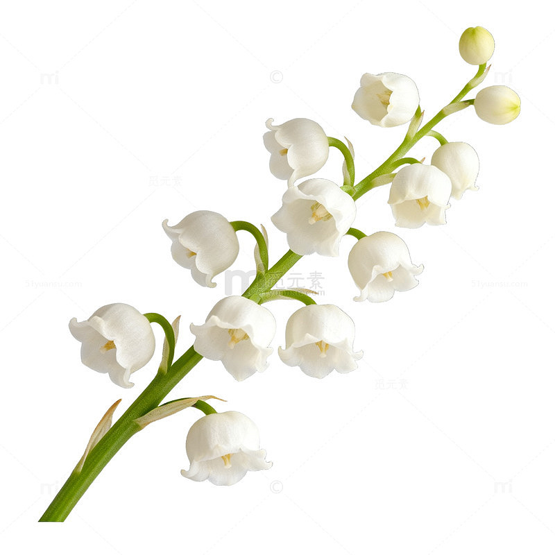 清新百合花矢量插画