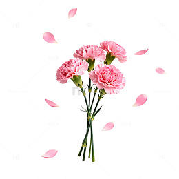 粉色康乃馨插画素材