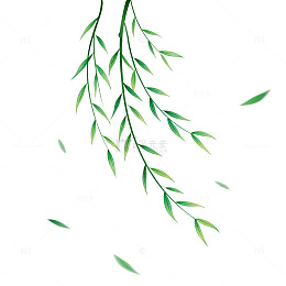 透明背景柳叶插画