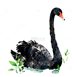 水墨画黑天鹅手绘插画素材