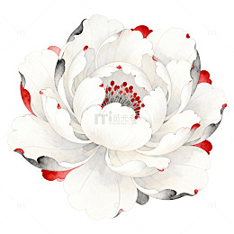 水墨风格山茶花插画