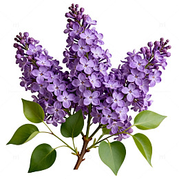 丁香花插画素材