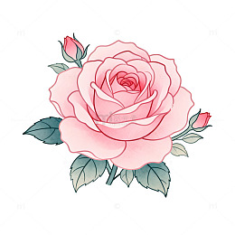 粉色玫瑰插画装饰画