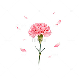 粉色康乃馨浪漫背景图